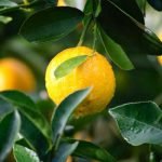 horticulture fruit produce 150x150.jpg