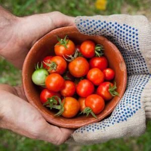 horticulture vegetable produce 300x300.jpg